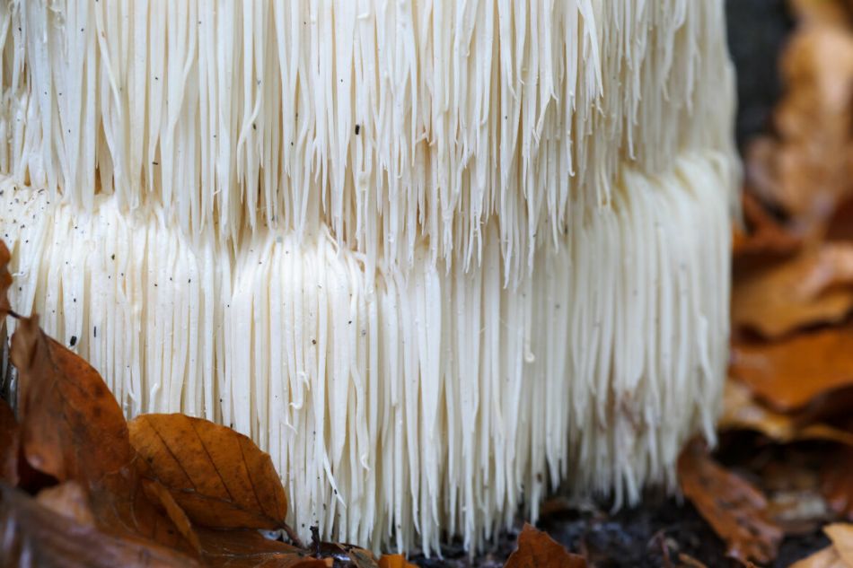 Ericenoni ed Erinacine: i benefici dei funghi Hericium erinaceus